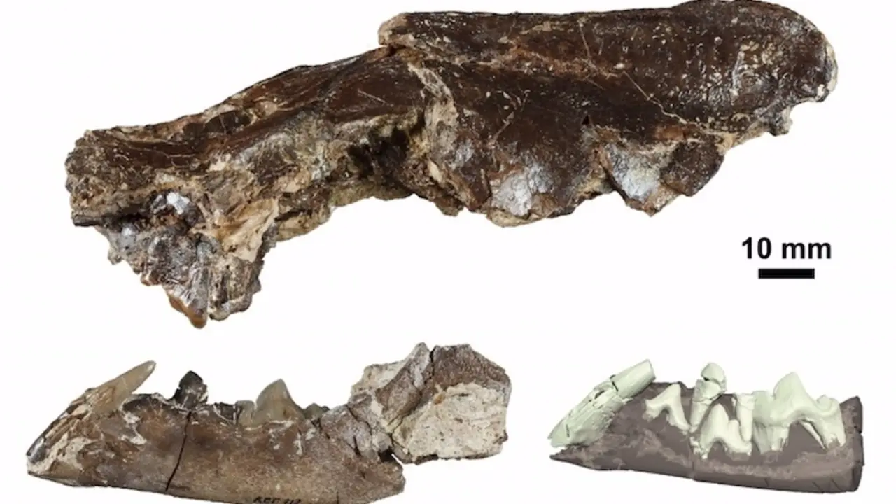 Ischyrictis zibethoides de La Retama, cráneo y mandíbula (izquierda) y reconstrucción 3D de la dentición de la mandíbula (derecha). - IMAGEN MODIFICADA DE SÁNCHEZ ET AL. (2024)