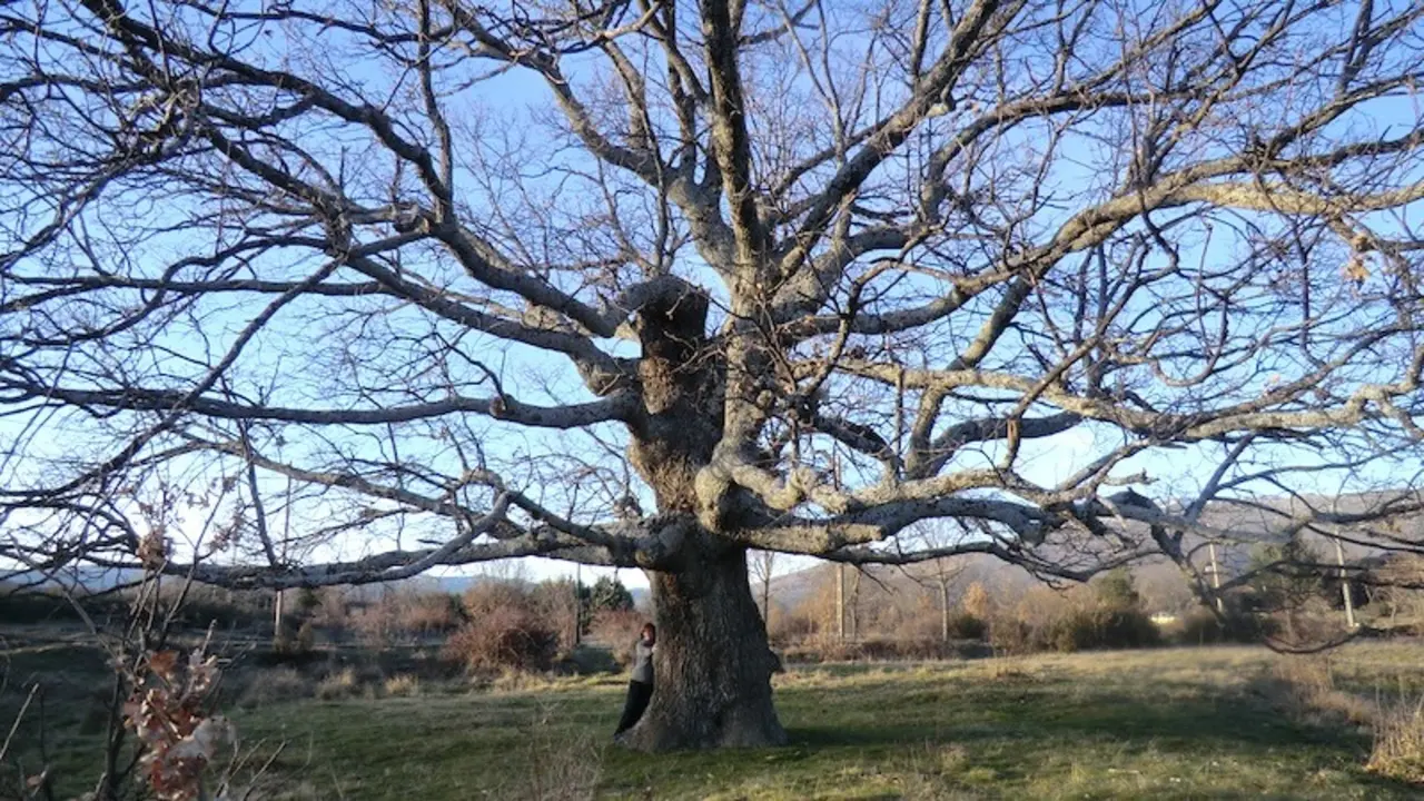 El Roble Hueco de Campillo de Ranas, declarado árbol singular de Castilla-La Mancha - Fotografía: alvientodelocejon.com