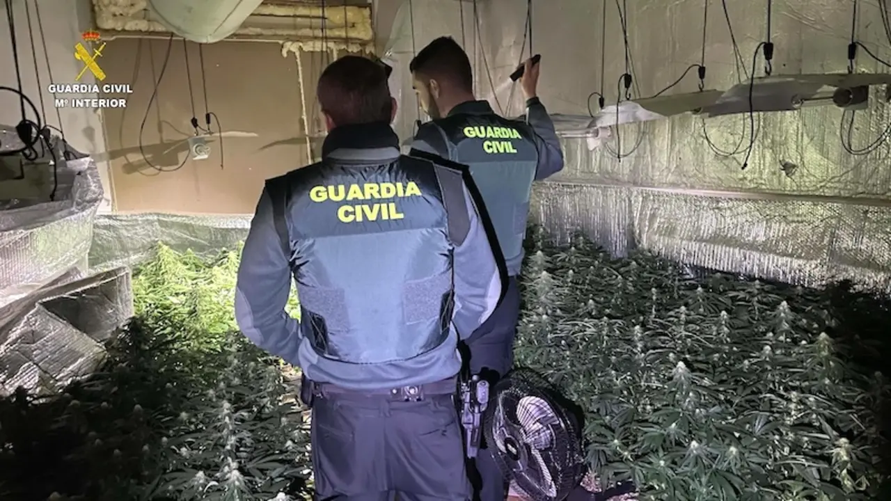 Desmantelan un cultivo con 676 plantas de marihuana y un detenido en Robledillo de Mohernando (Guadalajara)