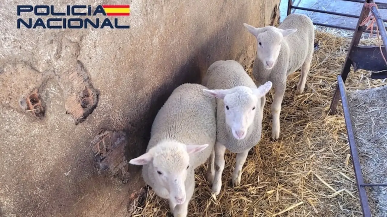 Dos detenidos por robar corderos de explotaciones ganaderas de Puertollano (Ciudad Real)