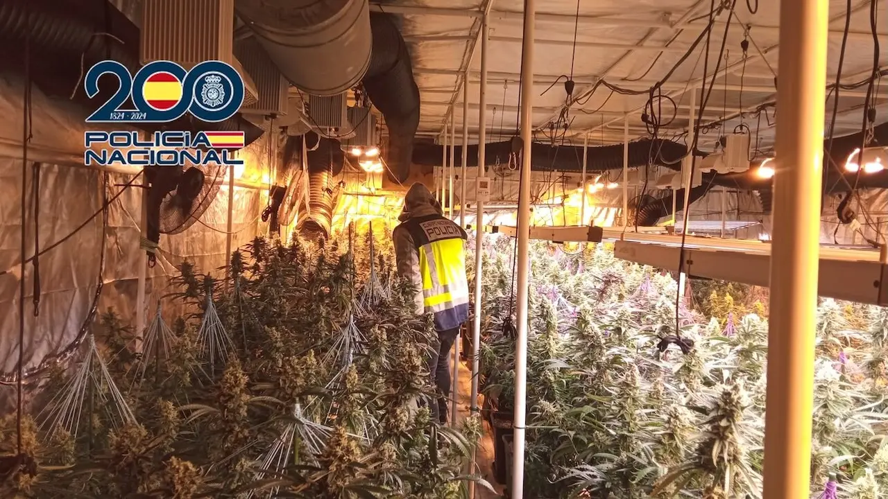 A prisión cuatro detenidos por cultivar y distribuir cannabis en Cuenca y Toledo