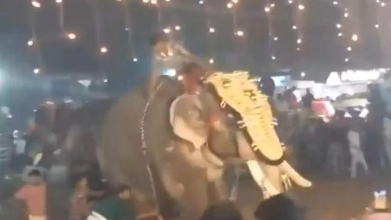 VIDEO. Un elefante muy violento ataca y hiere a más de 20 personas en un festival