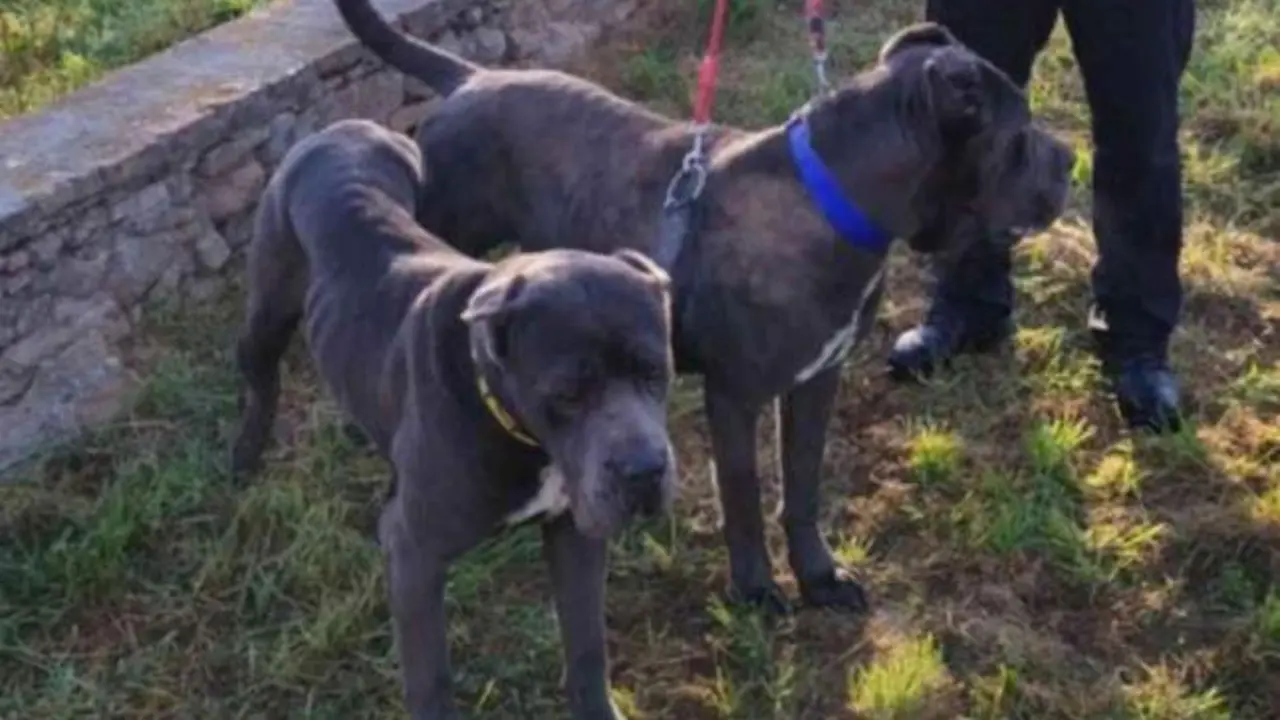 Dos perros peligrosos escapan y atacan a un niño de 11 años que paseaba al suyo