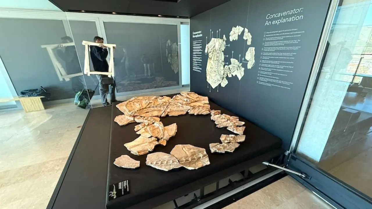 El fósil 'Pepito' vuelve a Cuenca tras nueve meses en el Museo Arqueológico