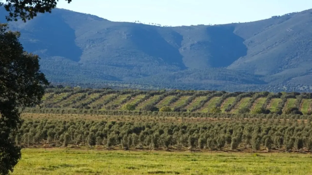 Olivar en la Dehesa el Molinillo (Ciudad Real) - EFE/Cedida por la empresa