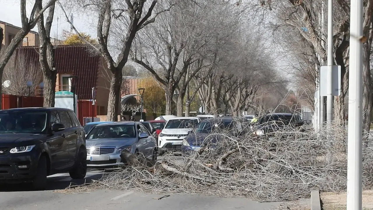 Árboles caídos por el fuerte viento tras el paso de la borrasca Herminia en Albacete - EFE/Manu