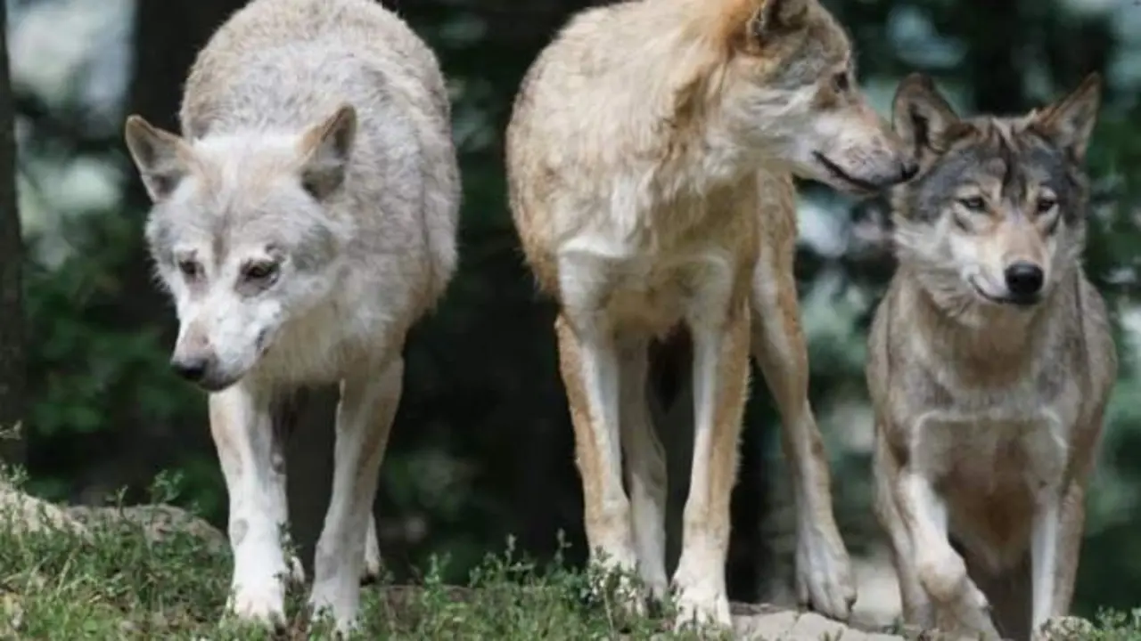 Una manada de lobos provoca una masacre y mata a decenas de corderos, ovejas...