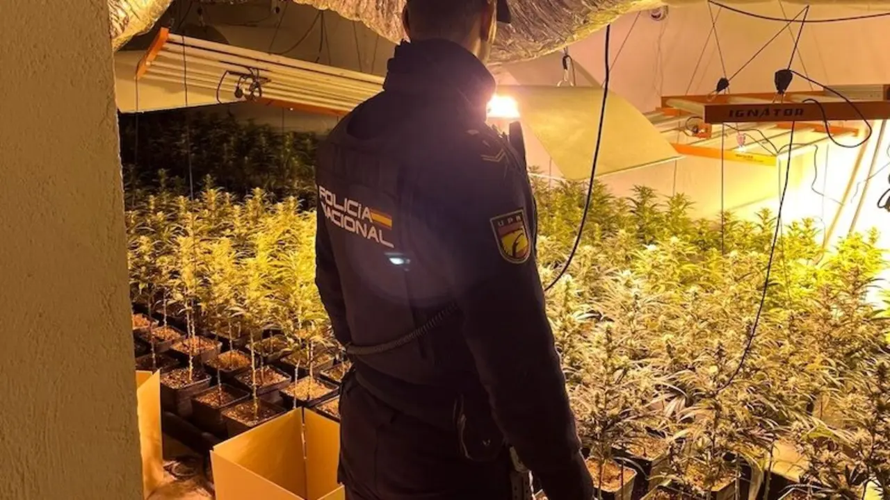 Desmantelados dos puntos de cultivo y distribución de marihuana en la provincia de Toledo con 6 detenidos