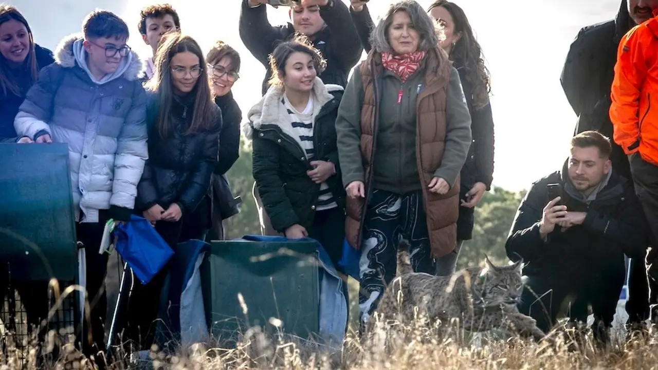 La consejera de Desarrollo Sostenible, Mercedes Gómez, ha participado en la suelta de los primeros ejemplares de lince ibérico en la provincia de Cuenca para su reintroducción en el medio natural