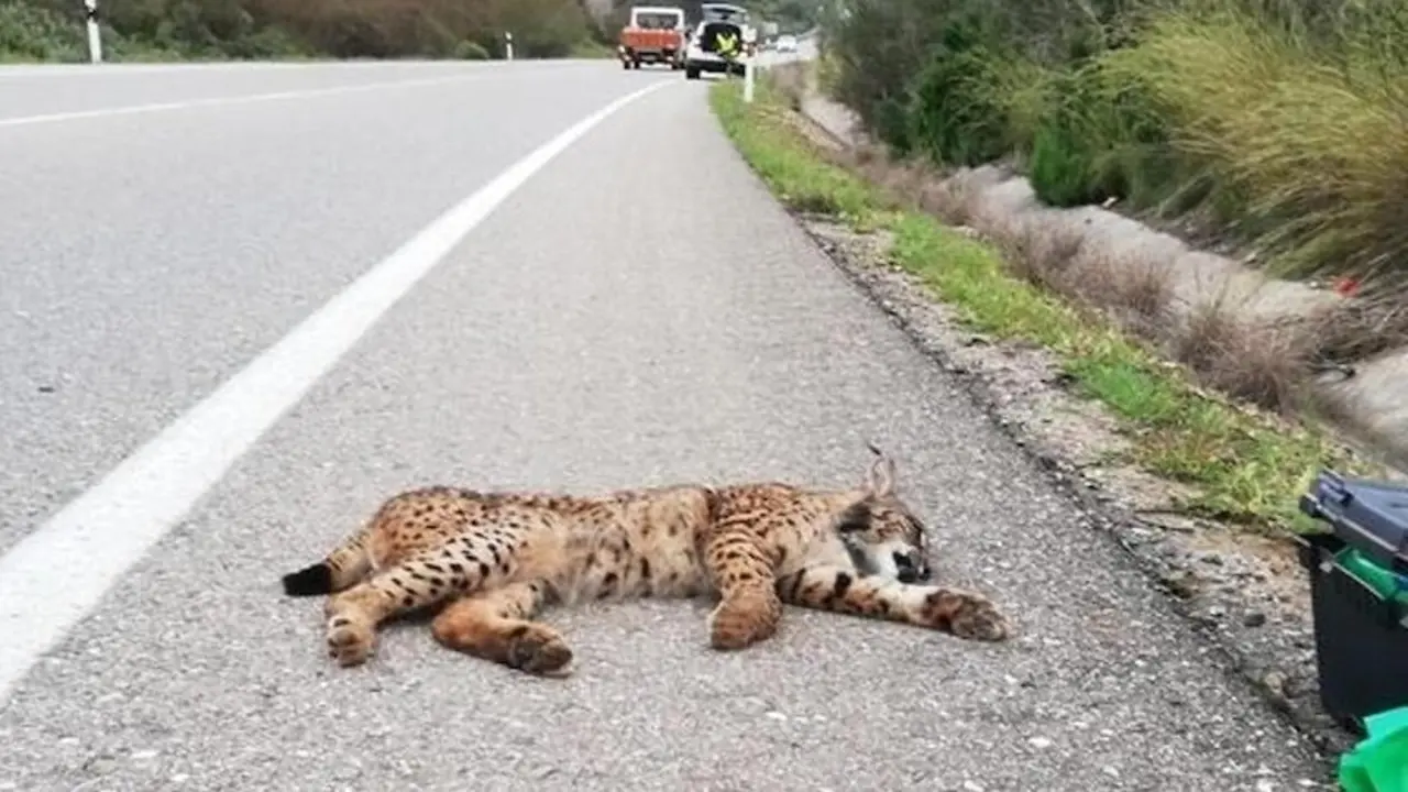 Imagen de archivo de un lince ibérico atropellado en una carretera
