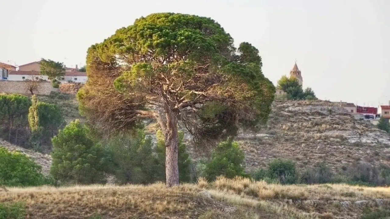 Un pino del pueblo de Abengibre aspira a convertirse en 'Árbol Europeo del Año'