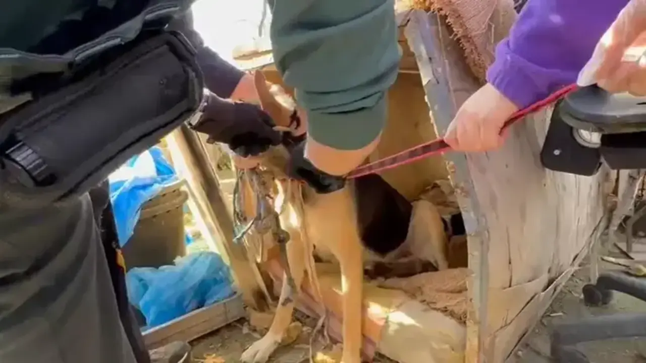 La Guardia Civil rescata 19 perros en "pésimas condiciones" higiénico-sanitarias en una parcela de Quintanar de la Orden (Toledo)