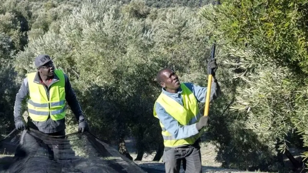 aceituna, olivar, aceite de oliva, temporeros, extranjeros, trabajadores, campo,
