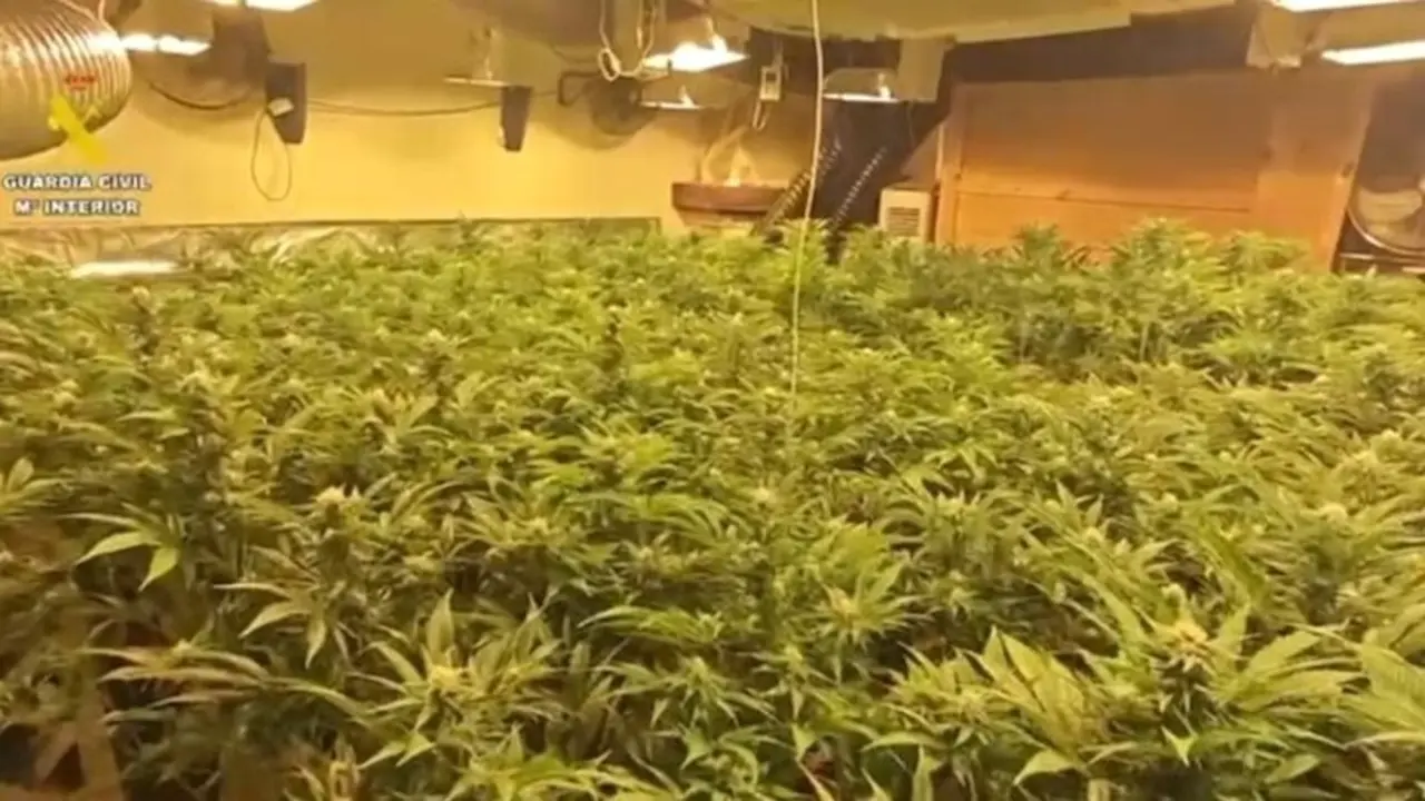 Desmantelan un cultivo de marihuana de alto rendimiento en Burguillos de Toledo