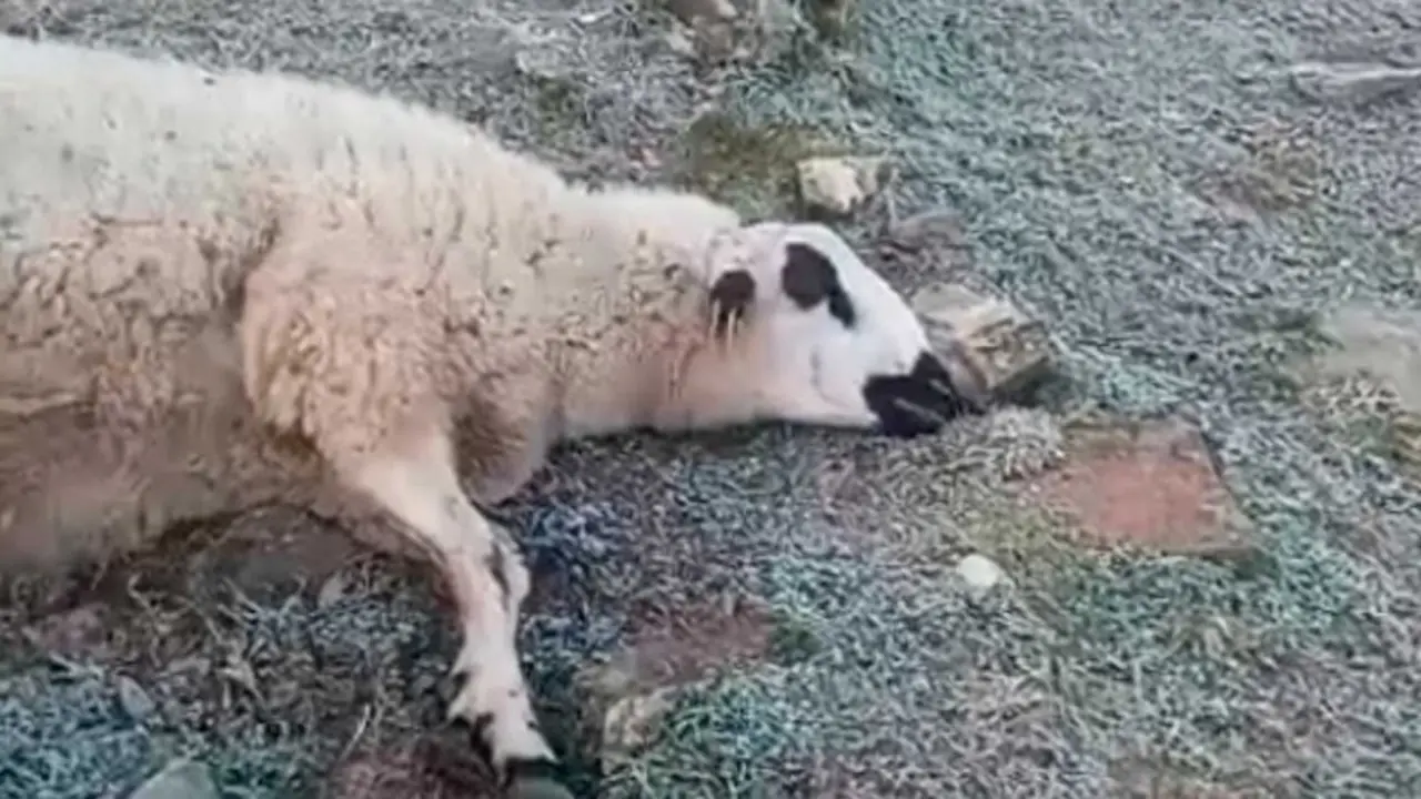 El lobo mata a otras 18 ovejas y cabras a un ganadero de Prádena de Atienza