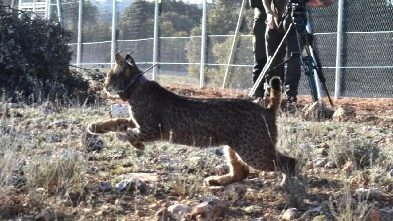 Castilla-La Mancha suelta en la naturaleza a otros tres linces ibéricos en Cuenca