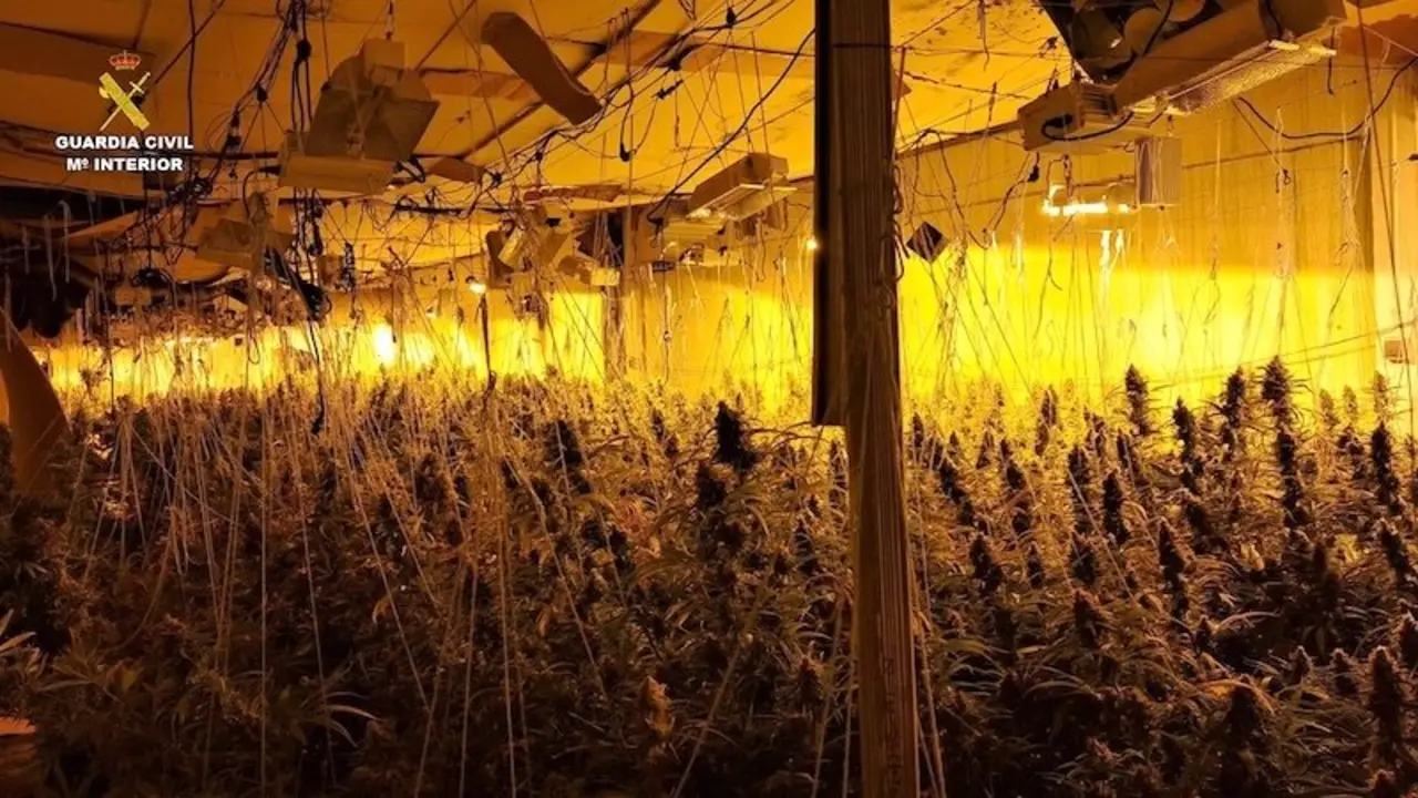 Desmantelan un cultivo con más de 1.000 plantas de marihuana y ocho detenidos en Almonacid de Zorita (Guadalajara)