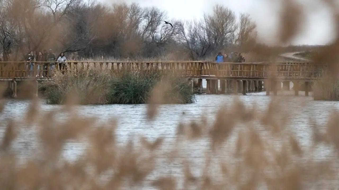 Proponen "resilvestrar" el río Guadiana y recuperar 80 hectáreas de las Tablas de Daimiel - EFE/Jesús Monroy
