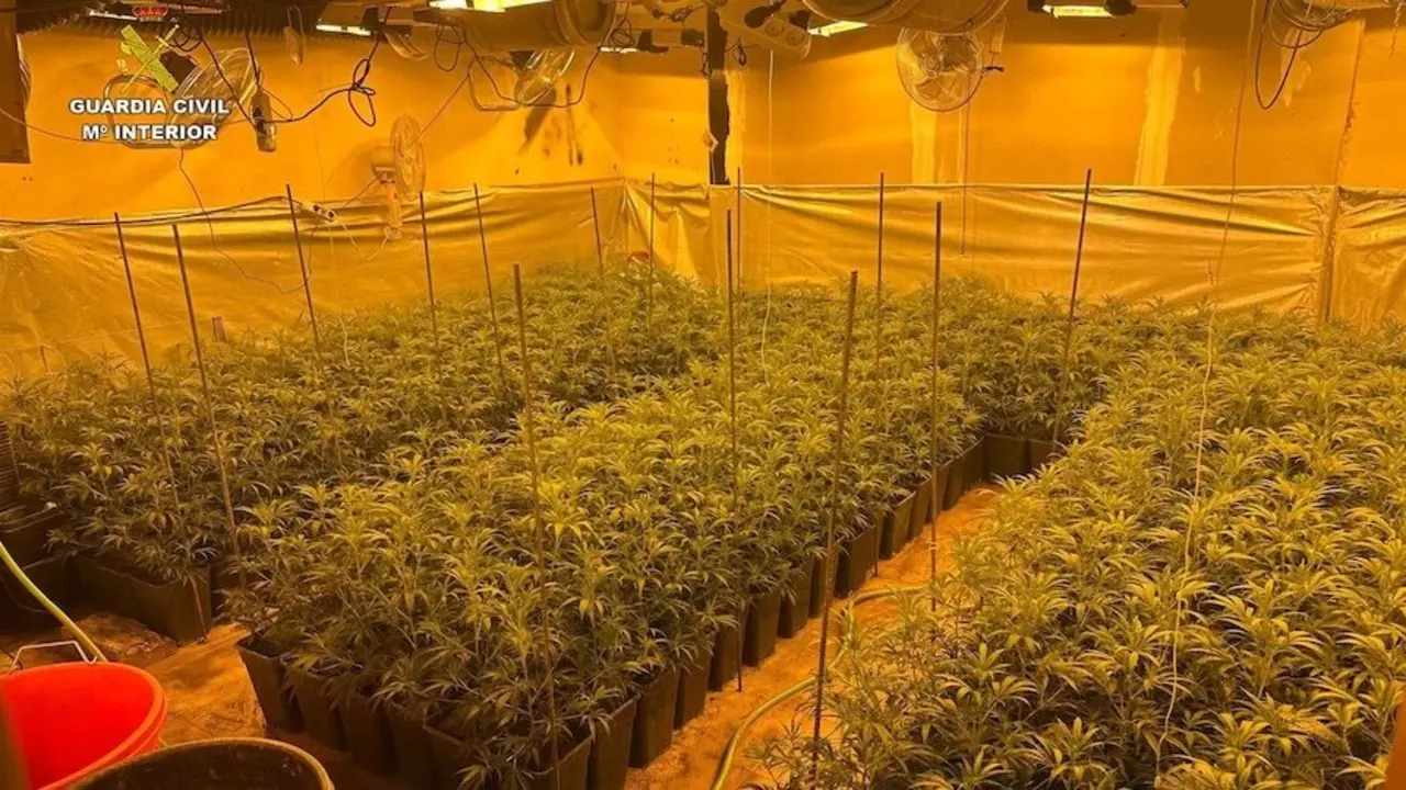 Encuentran en el sótano de una vivienda de El Casar (Guadalajara) 463 plantas de marihuana