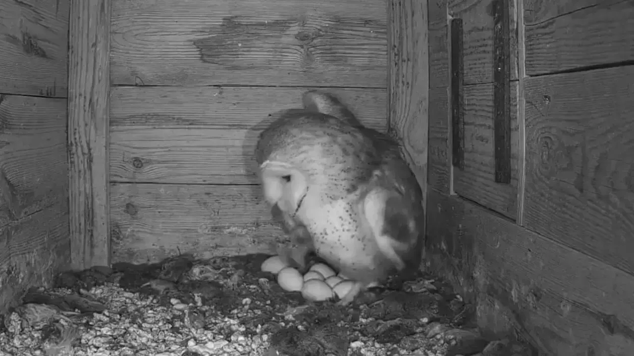 La pareja de lechuzas del Parque Nacional de Cabañeros logra una puesta de huevos récord