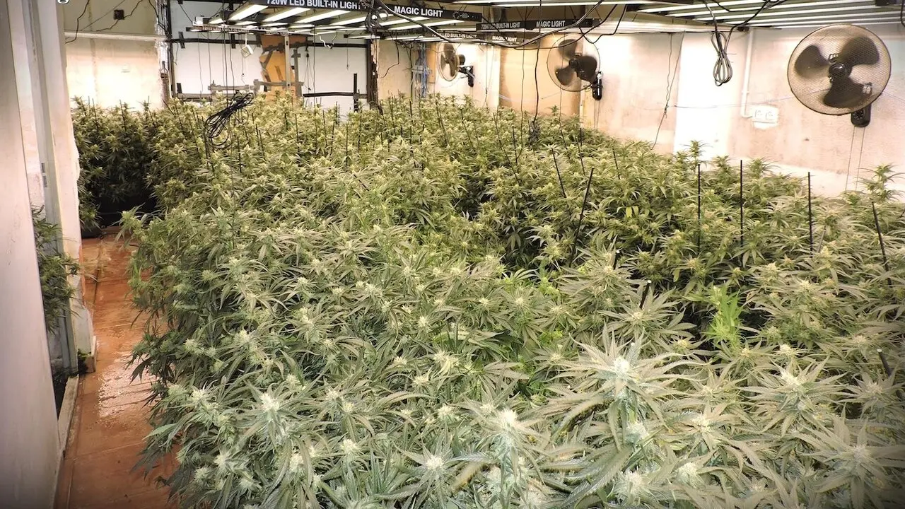 Desmantelan en Uceda (Guadalajara) un cultivo 'indoo' con 670 plantas de marihuana y un detenido