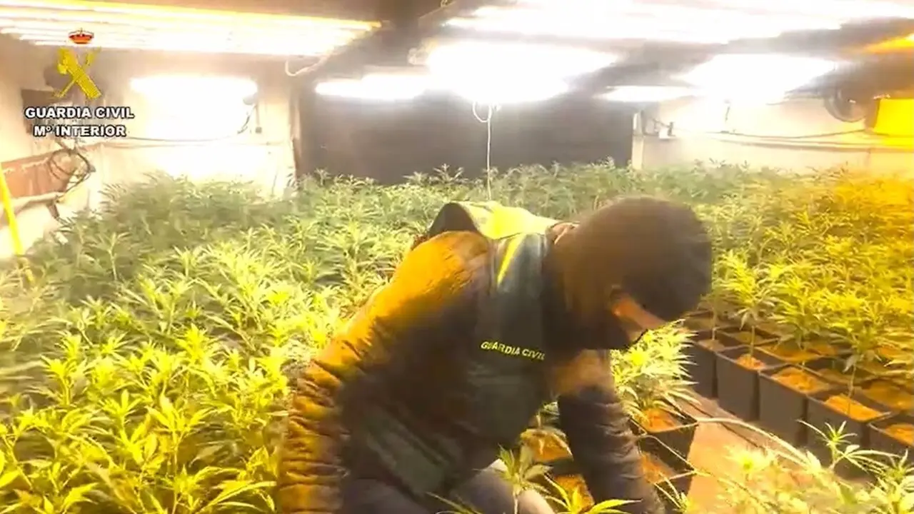 Diez detenidos e incautadas 10.000 plantas de marihuana en varios cultivos indoor