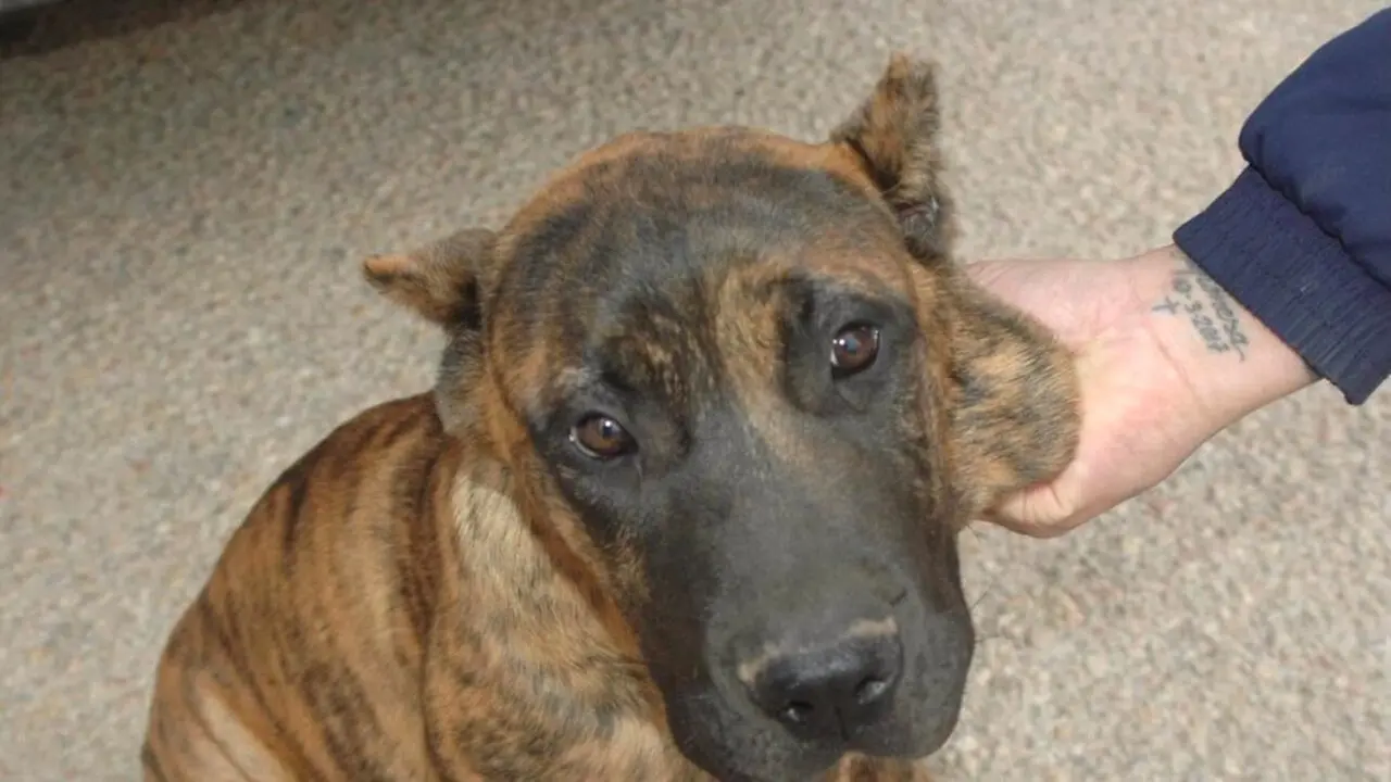 Tres investigados por amputaciones de orejas a seis cachorros para su venta