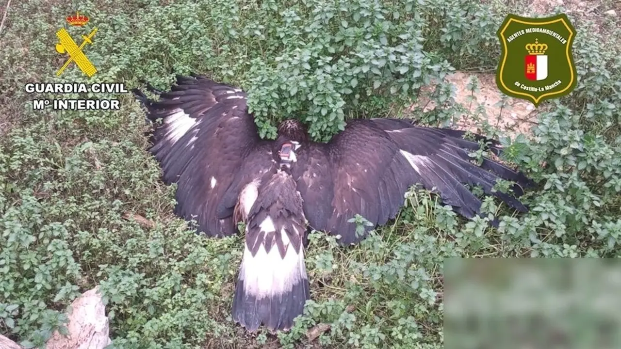 Un detenido en Albacete por la muerte de un águila real que fue envenenada