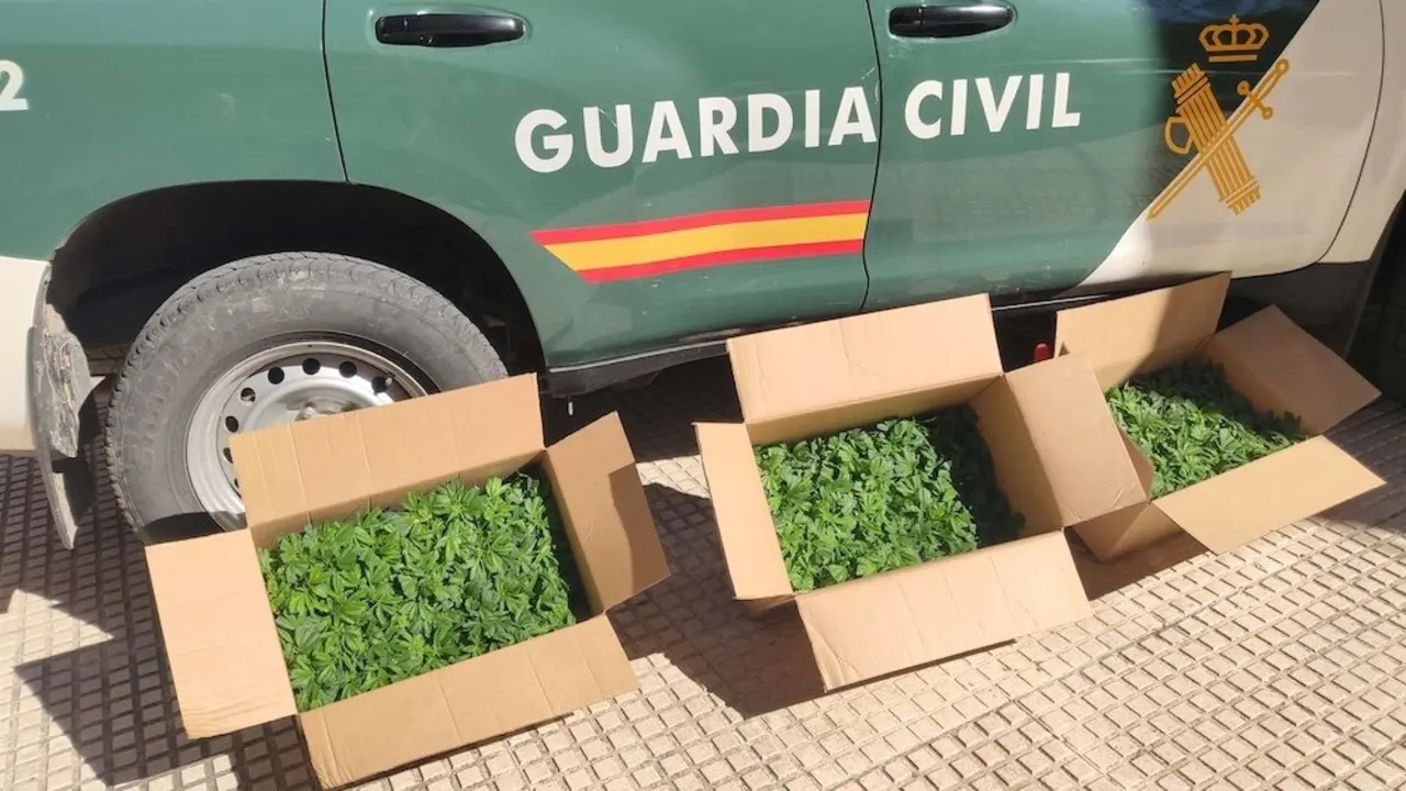 Detenido en Torrejón del Rey (Guadalajara) con 450 plantas de marihuana en el maletero de su coche