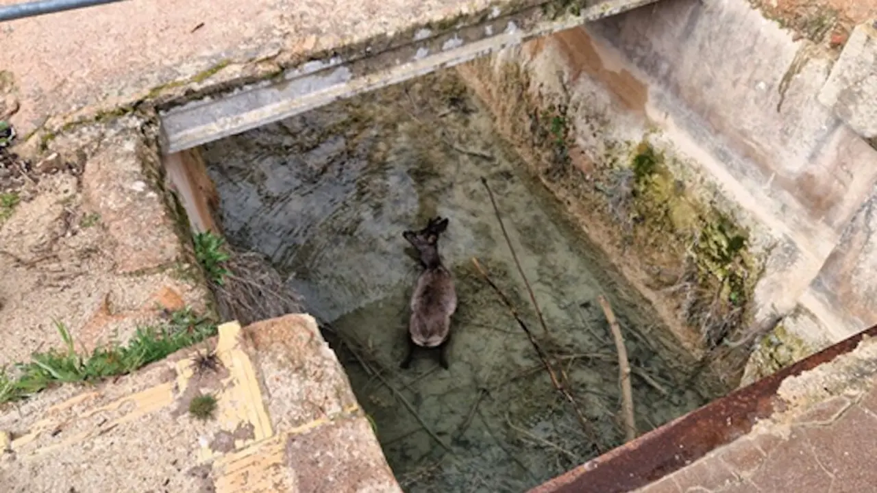 El Seprona rescata a un corzo tras caer a un canal en las Lagunas de Ruidera