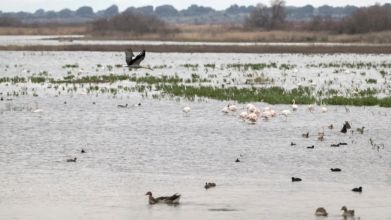 Vista del Parque Nacional de Las Tablas de Daimiel este miércoles, en la provincia de Ciudad Real - EFE/Jesús Monroy