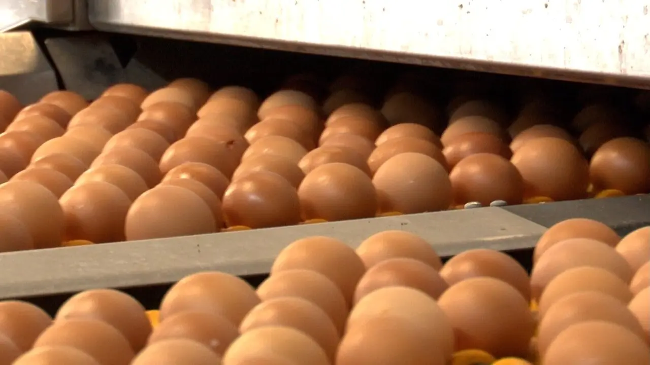Rujamar garantiza que sus huevos se quedan en España pese a escasez en EEUU