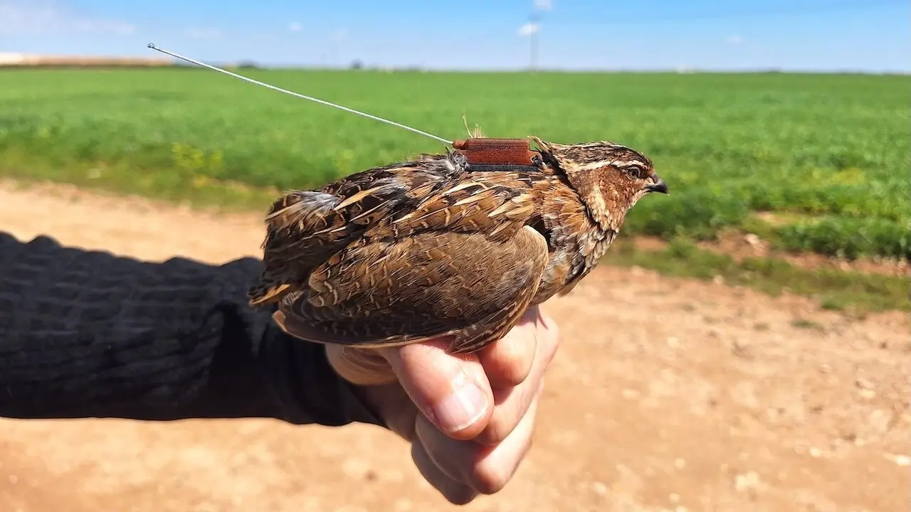 La Junta marca con GPS ejemplares de codorniz para realizar su seguimiento