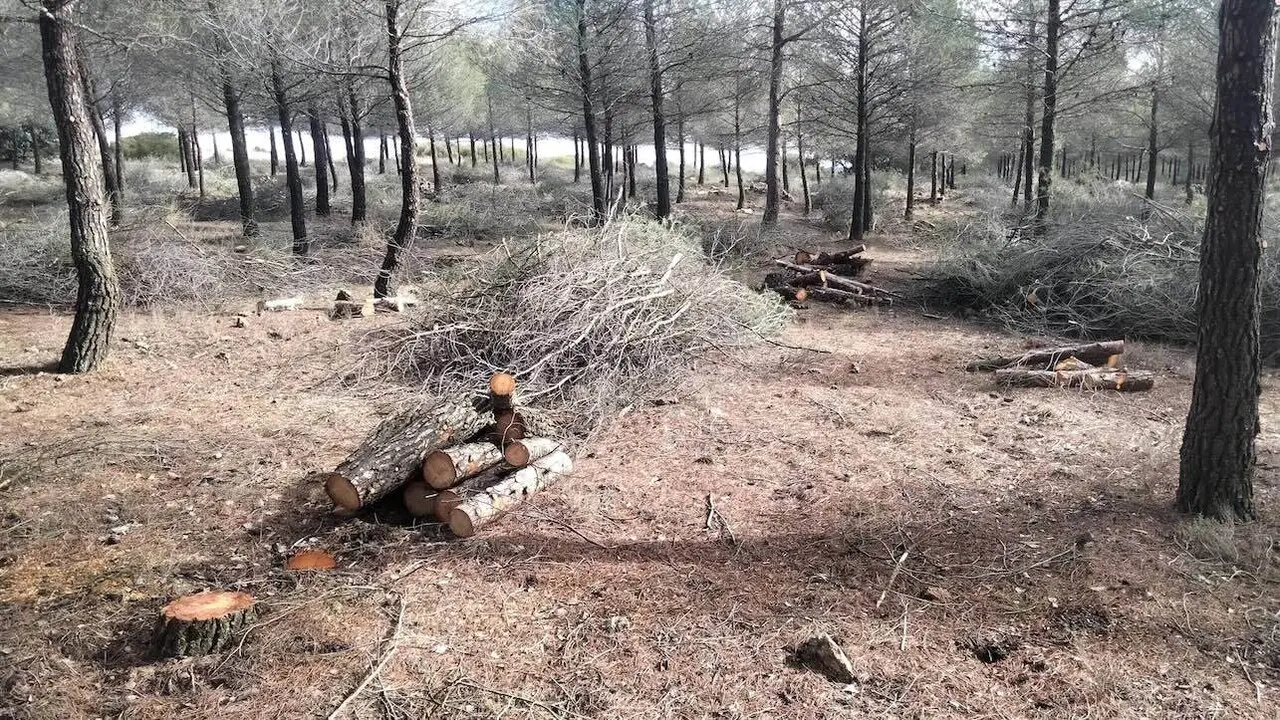 Dos fundaciones se unen para mejorar las reforestaciones del Campo de Montiel
