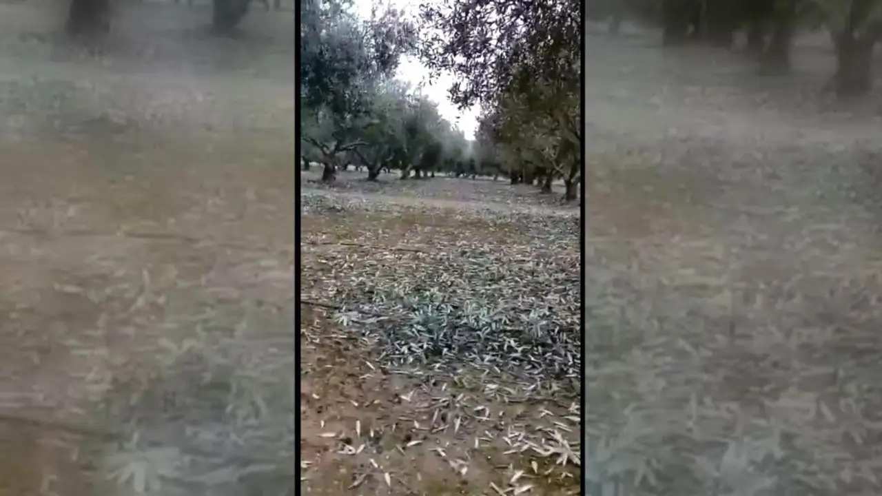 Daños en el campo en Albacete por las intensas granizadas por la borrasca Nuria - Fotografía: CMM