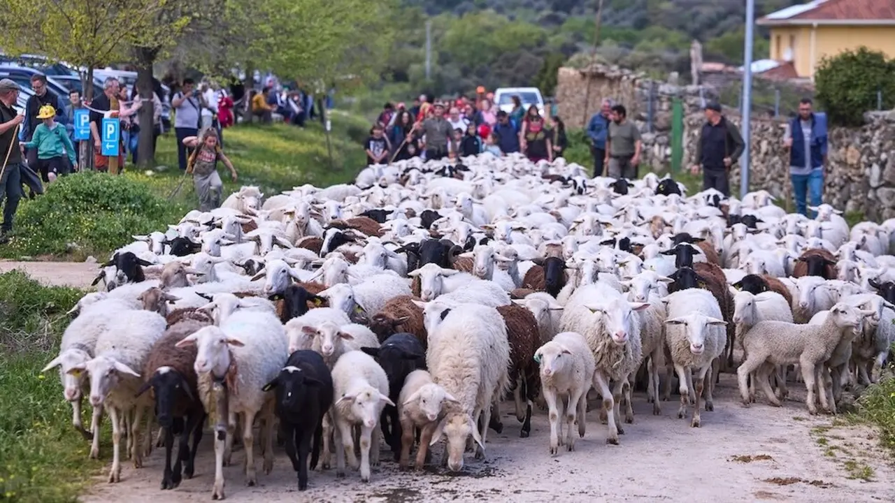 Un rebaño se desplaza este domingo durante la II Feria de la Trashumancia en Almendral de la Cañada (Toledo) que reivindica un pastoreo sostenible y el relevo generacional - EFE/Manu Reino