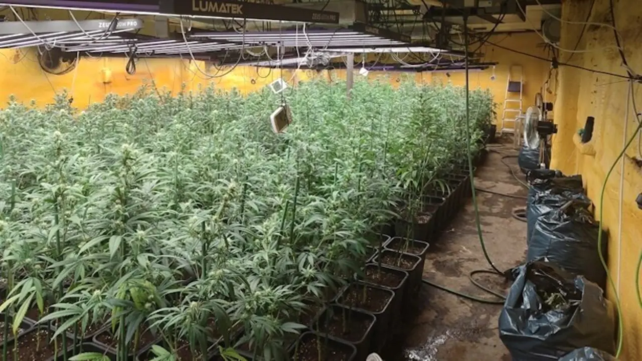 Desmantelados dos cultivos 'indoor' con 946 plantas de marihuana y dos detenidos