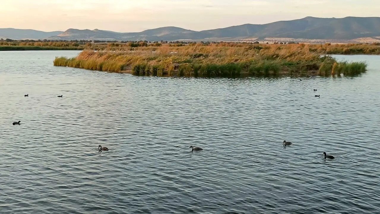 El Parque Nacional de Las Tablas de Daimiel alcanza las 1.000 hectáreas inundadas - EFE/Beldad