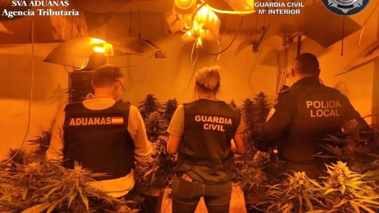 Desmantelan una plantación con 800 plantas de marihuana en Torrejón del Rey (Guadalajara)