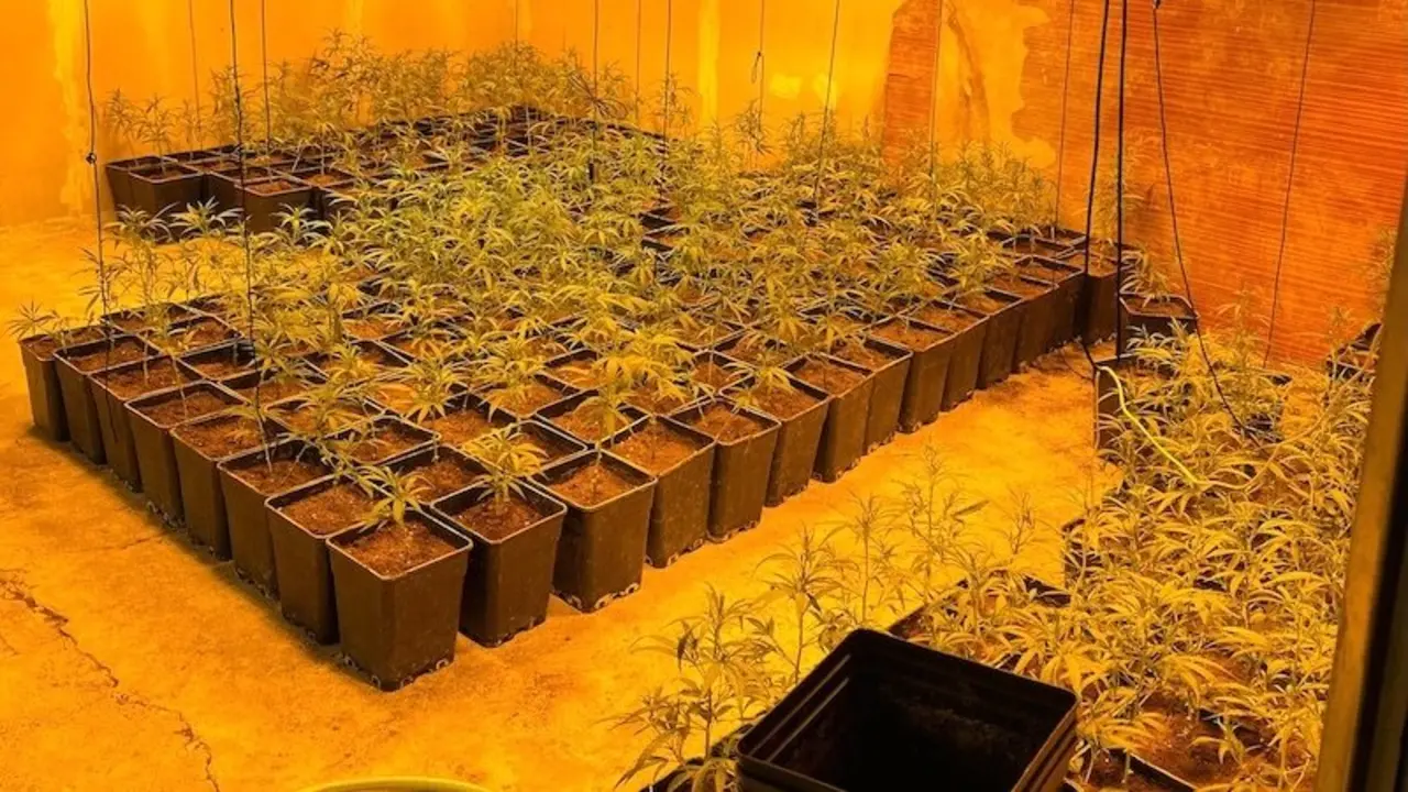 Desmantelan en La Mata (Toledo) un cultivo indoor con más de 1.600 plantas de marihuana