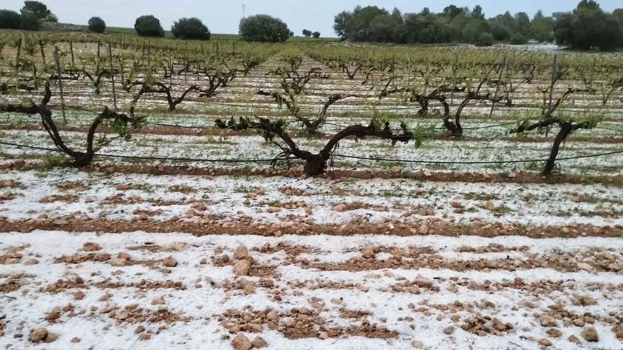 En la imagen de archivo cultivos afectados por una tormenta de granizo, temporal, seguros agrarios, daños,
