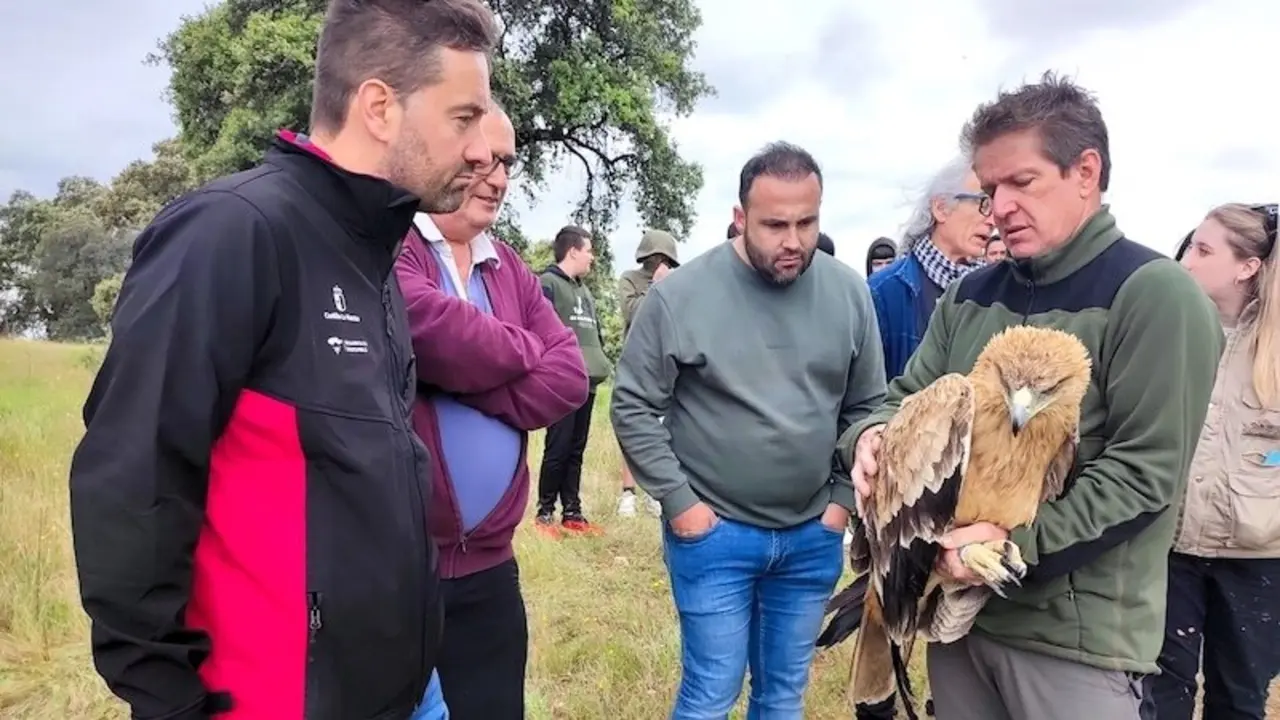 Vuelve a su hábitat natural un águila imperial tratada en el CERI de Sevilleja de la Jara (Toledo)