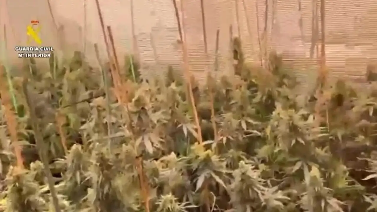 Desmantelados dos cultivos de marihuana con 1.200 plantas y cuatro detenidos