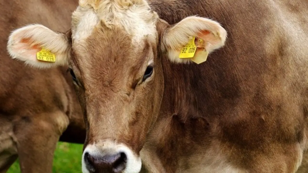Una vaca deja a un chico de 39 años entre la vida y la muerte a coces y pisotones