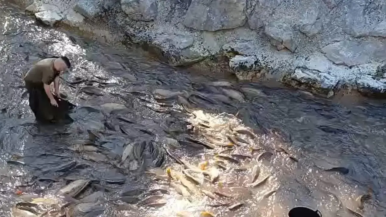 Denuncian la "muerte masiva de peces" tras el cierre del canal Entrepeñas-Buendía