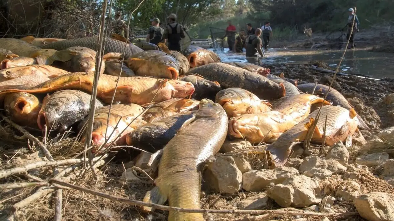 En la imagen peces muertos en el tramo final del canal que conecta los embalses de Entrepeñas y Buendía entre Guadalajara y Cuenca - Fotografía: Alfonso Tertre