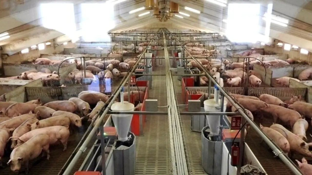 Sólo 21 de 61 proyectos de macrogranjas porcinas siguen tramitándose tras la moratoria, porcino, macrogranja,