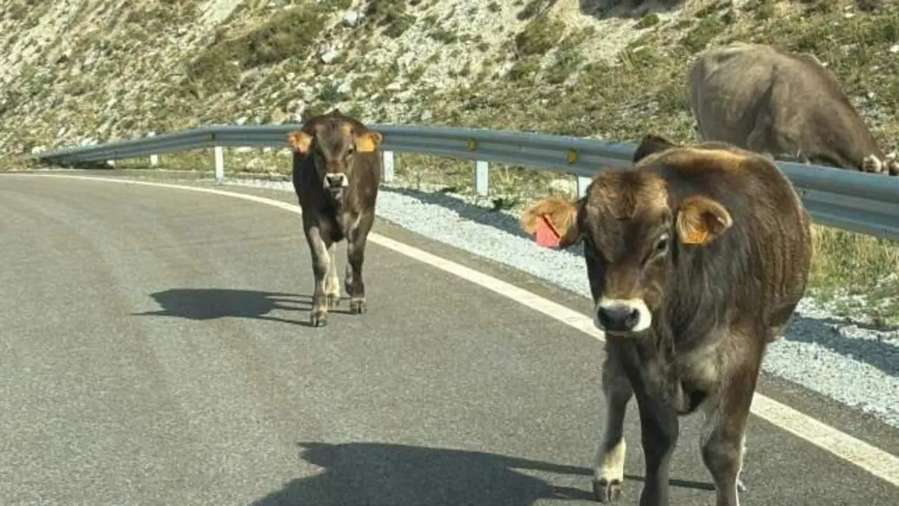 Un agente herido al ser embestido por una vaca que no quería salir de la carretera