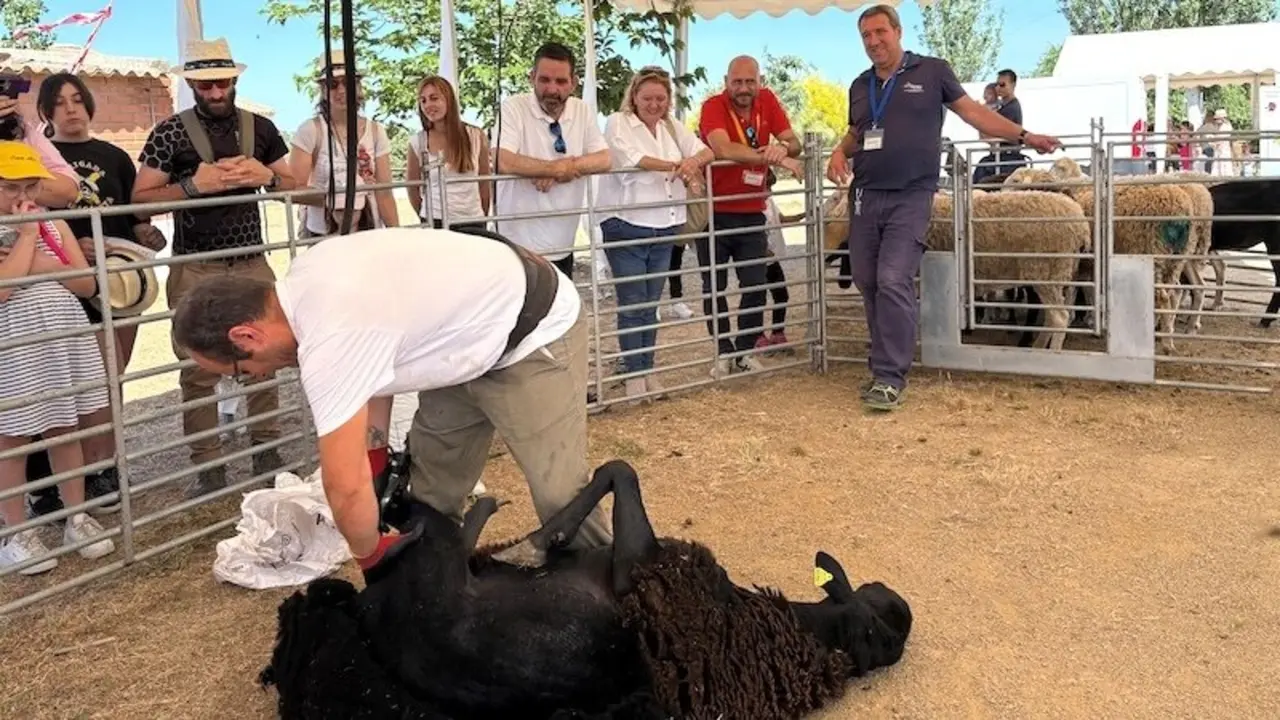El Borril celebra con una veintena de actividades su jornada de puertas abiertas