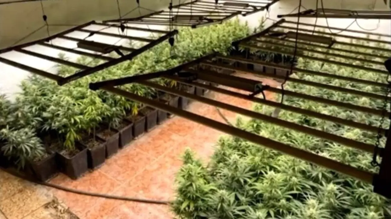 Desmantelan un cultivo con 1.450 plantas de marihuana en Lillo con dos detenidos